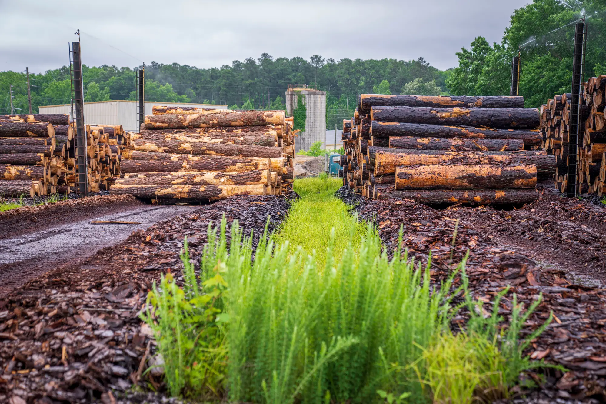 Two stacks of cut logs on bark-covered ground in an open mill yard